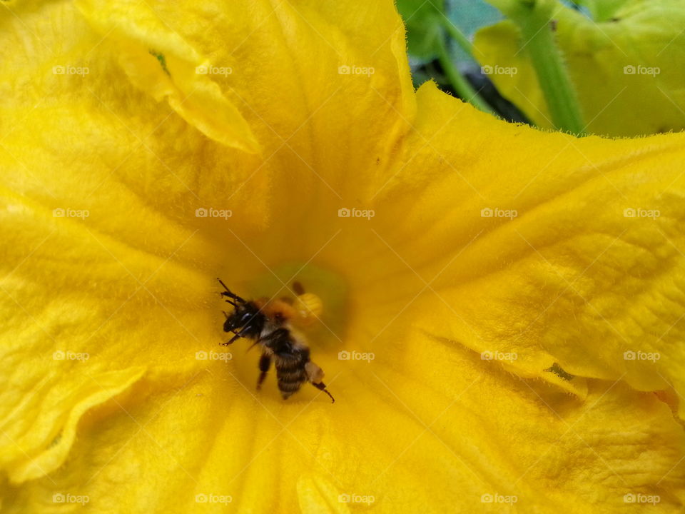 beautiful  bee