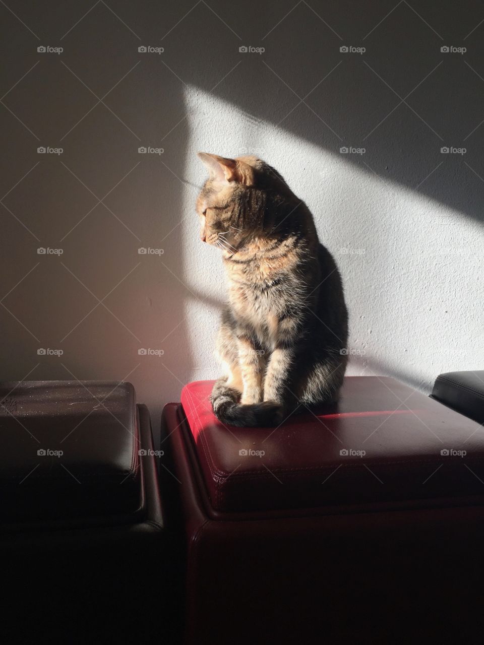 Soaking up the rays. 