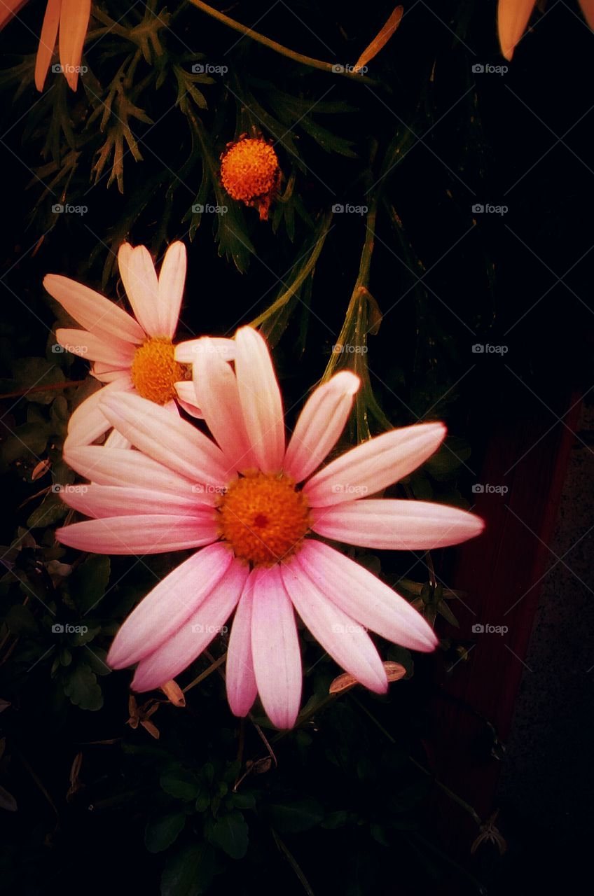 Delicate blooming white pink flower 
with golden center hanging in garden
in closeup#floral#nature#backround#
botanic#wallpaper#wild#shape