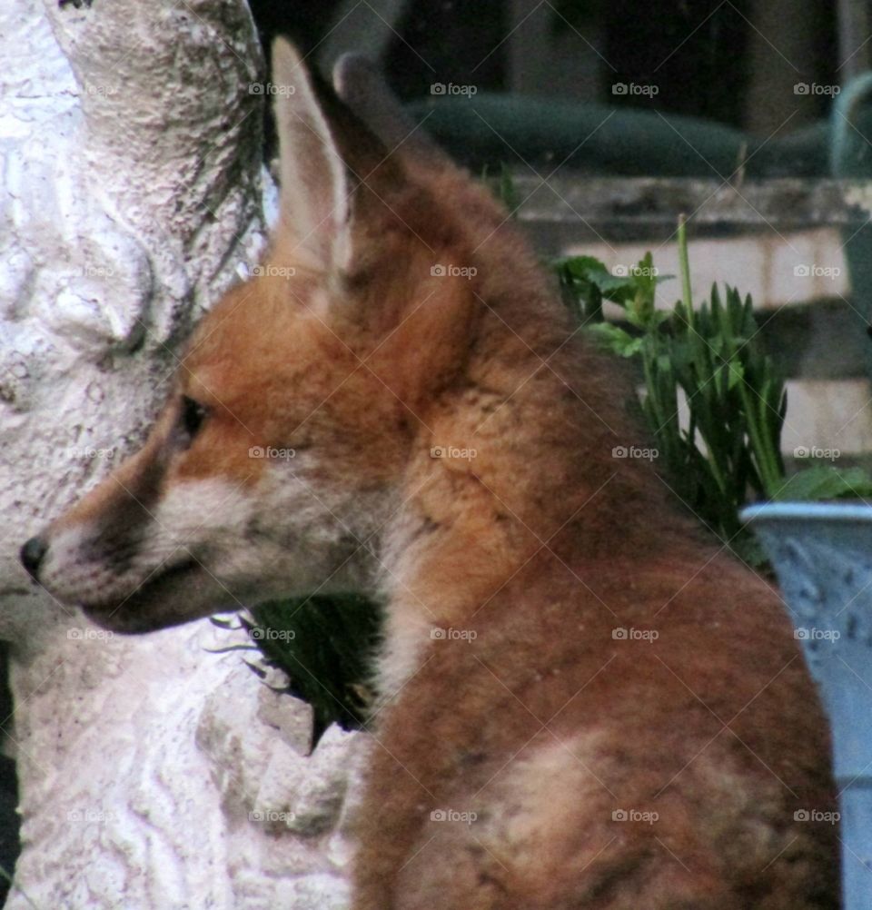 Young fox in the garden