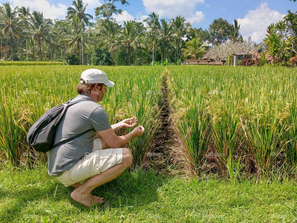 man sitting in corn field, caressing leaves