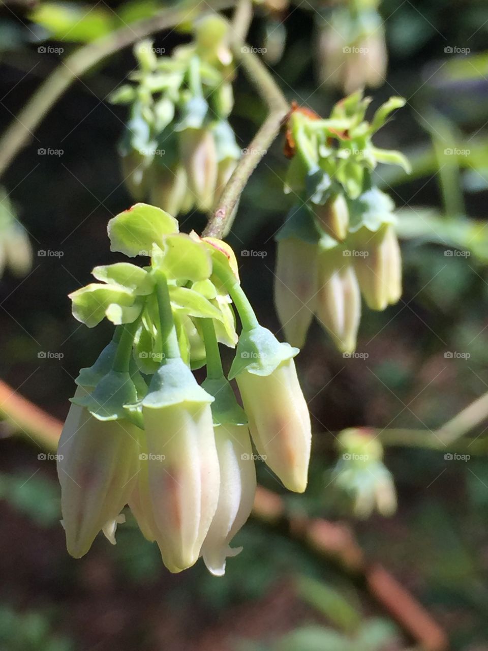 Blueberry blooms