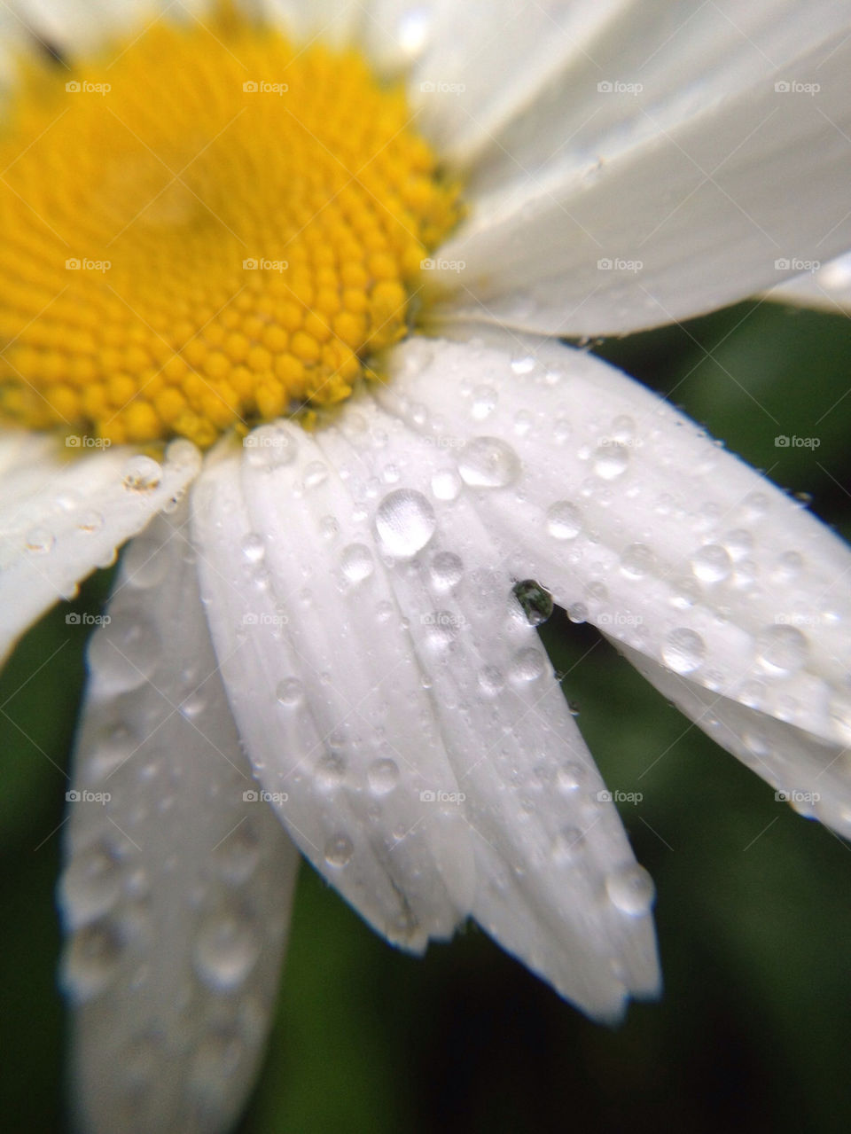garden yellow nature macro by cyrano