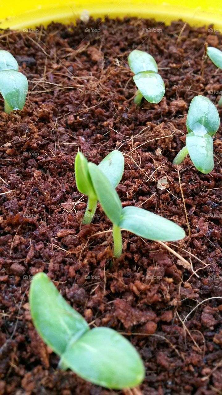 seedlings. cucumber sprouts