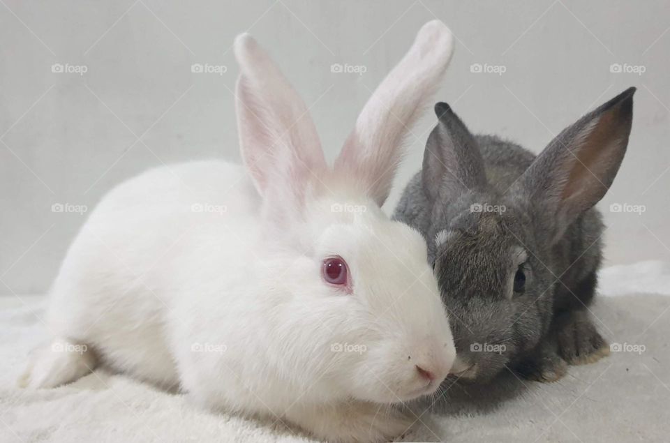 Beautiful white  and gray rabbit