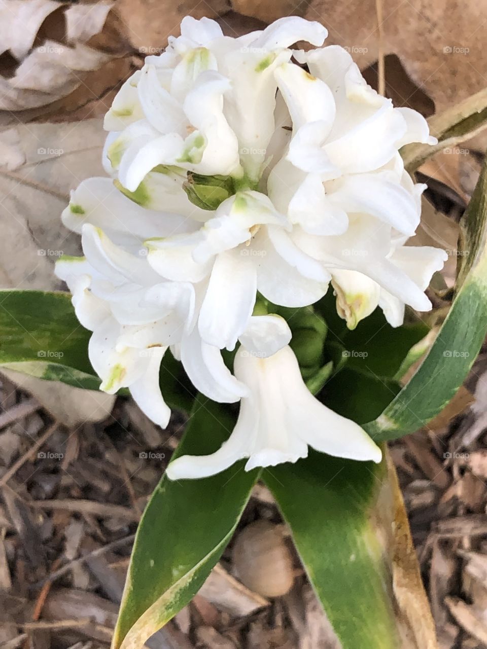 White flower