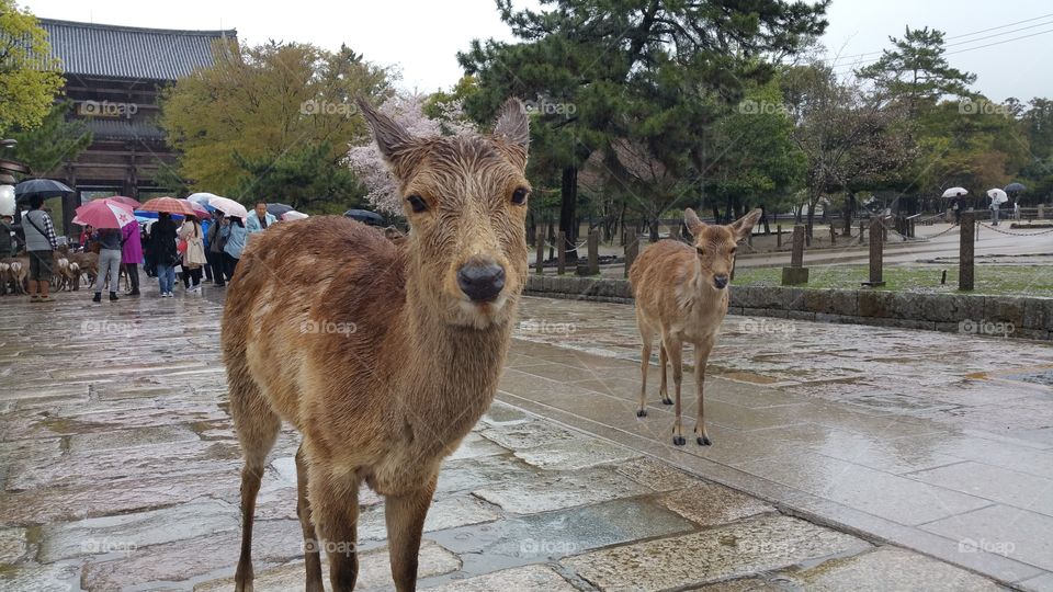 Deers in Nara, Japan