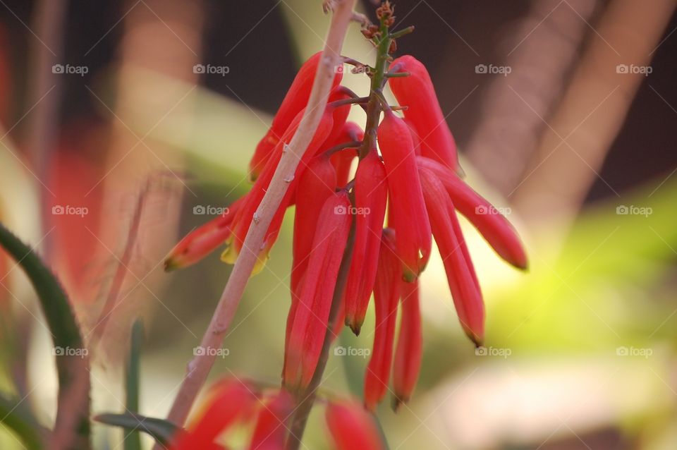 Close-up of a colorful flower in nature 