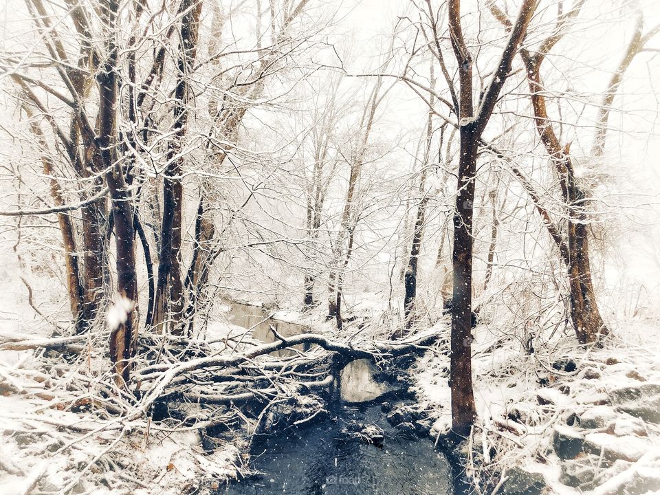 Bruce Brook during today’s nor’easter