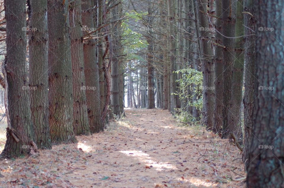 Winter Path. Path through the park littered with pine needles