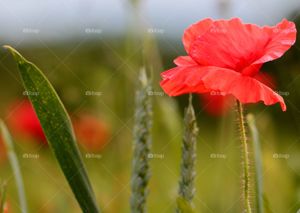 Red poppy field