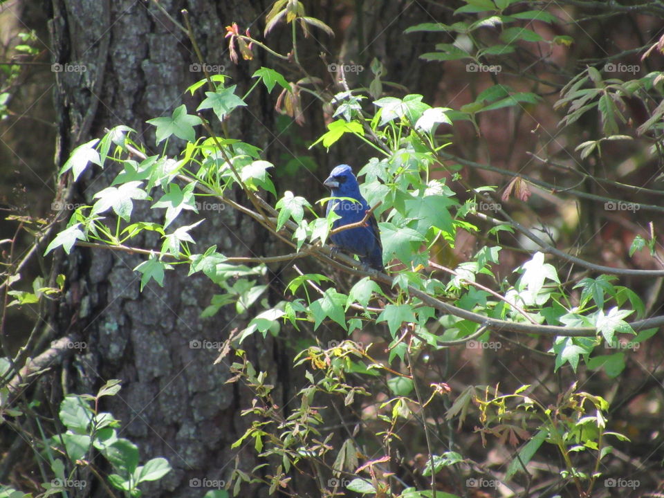 Indigo bunting on branch