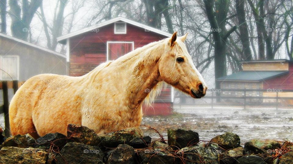 A golden horse glows through the fog