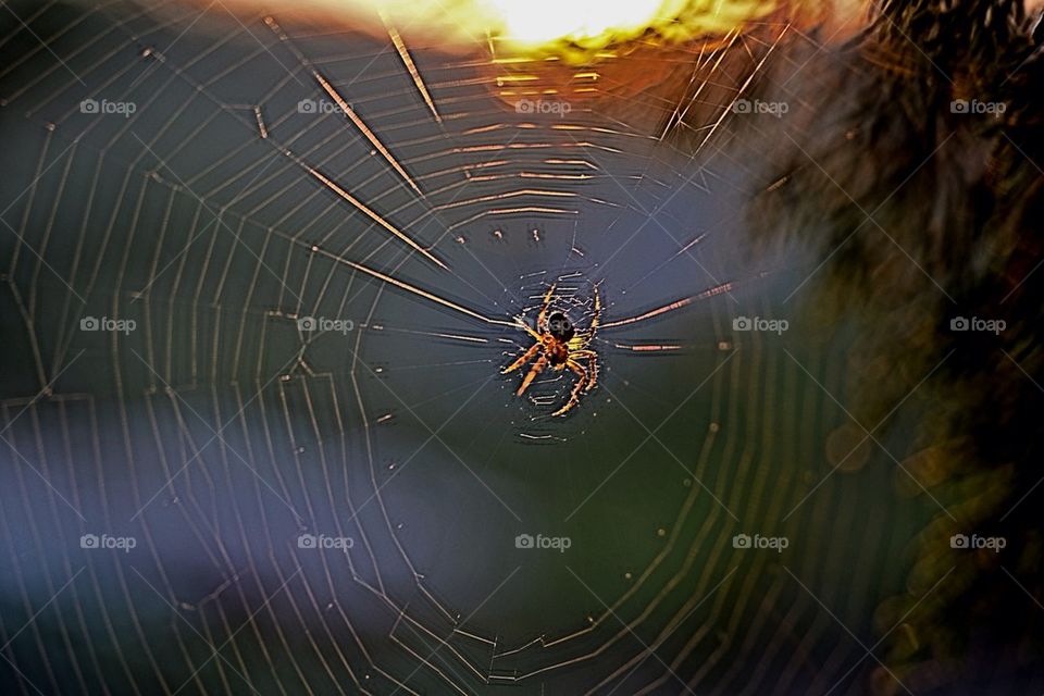 Spider on web