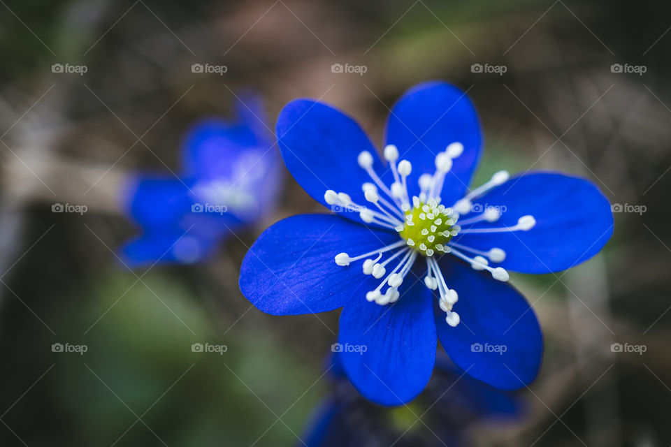 Sinilill or blue flower from straight translation