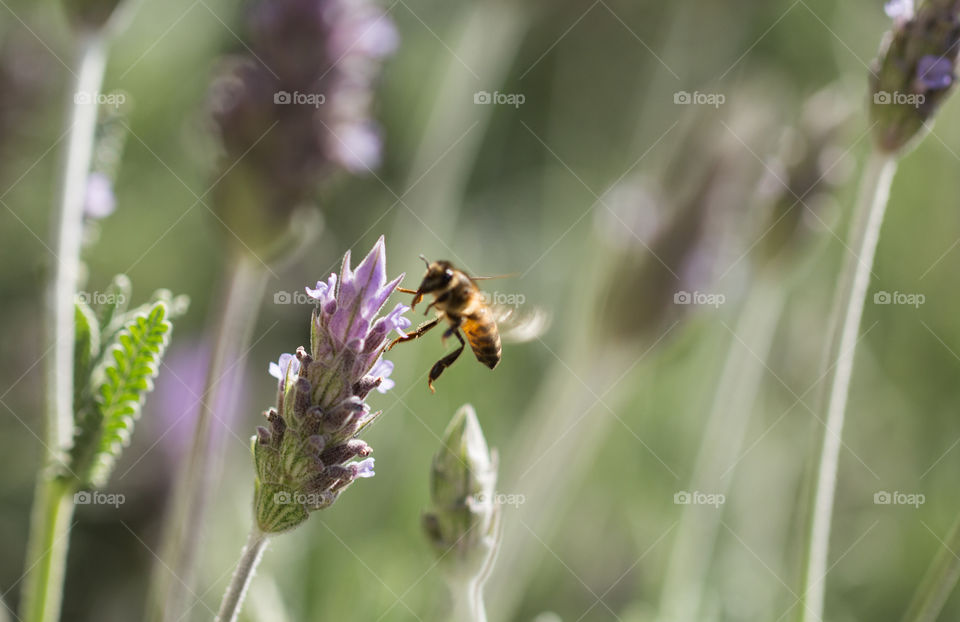 Bee flying under lavender flower