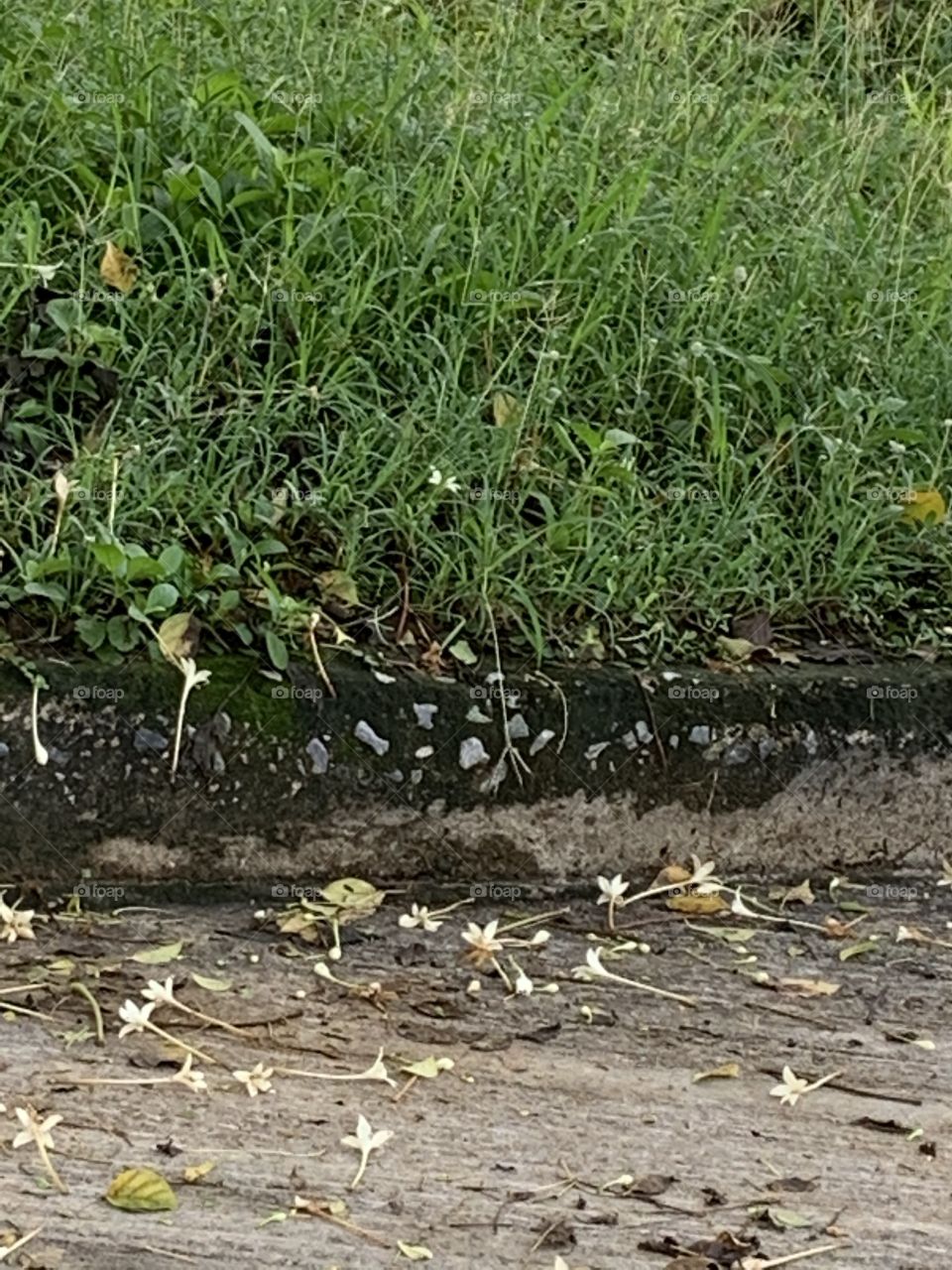 Nature around us, Thailand.