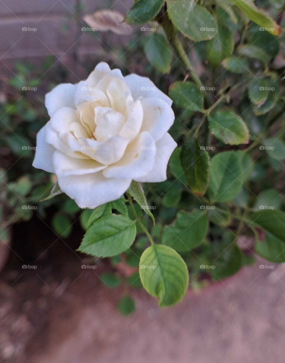 Itty bitty White Rose