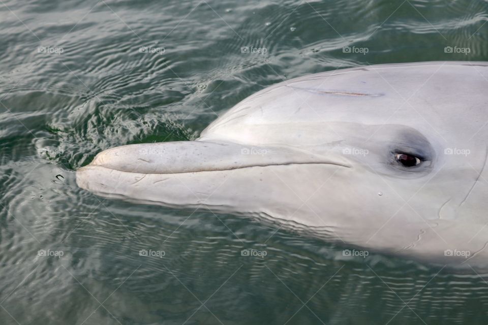 Wild dolphin closeup head