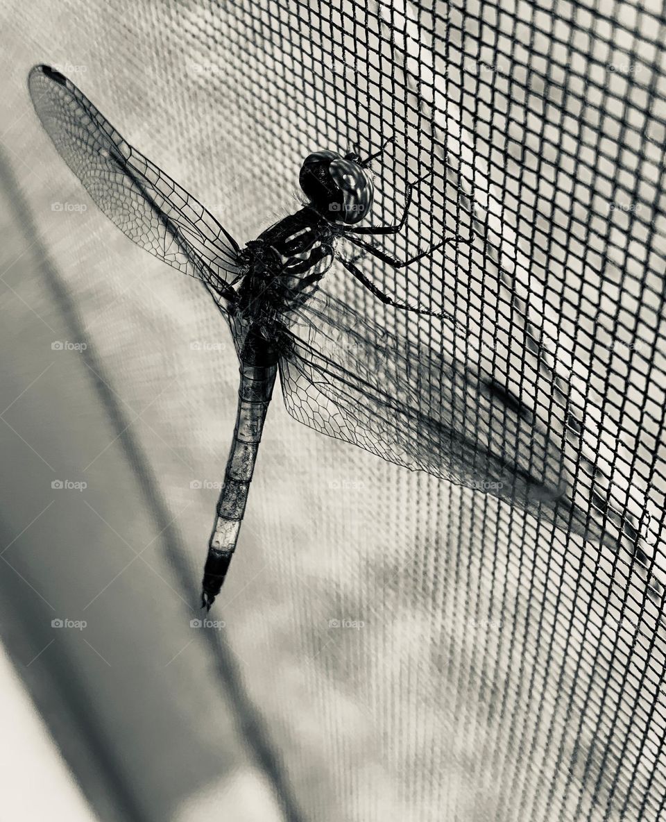 Young Dragonfly Waiting 