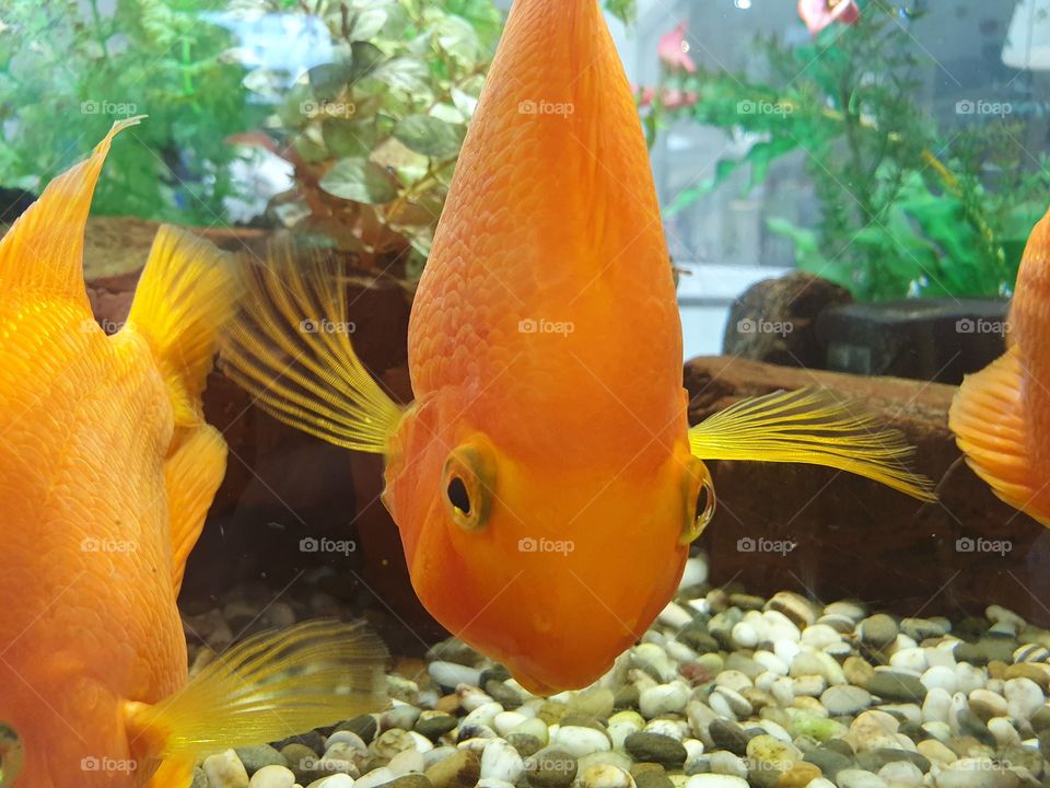bright golden fish closeup