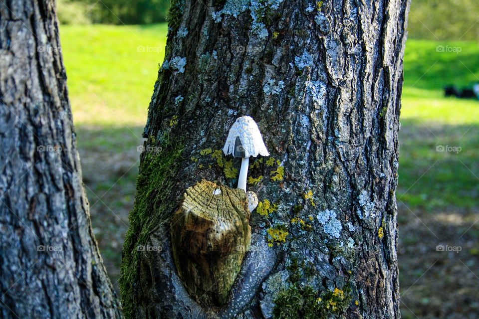 Mushroom in the tree 