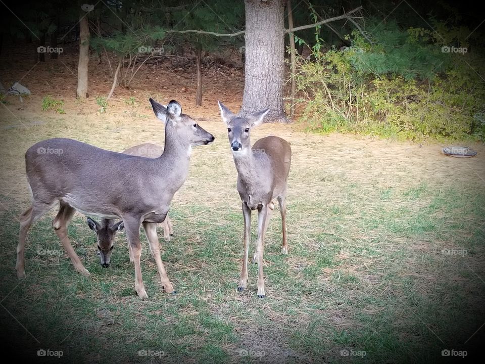 Three deer in my yard