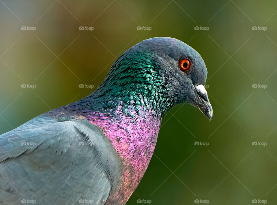 Bird photography  - Dove  - Portrait