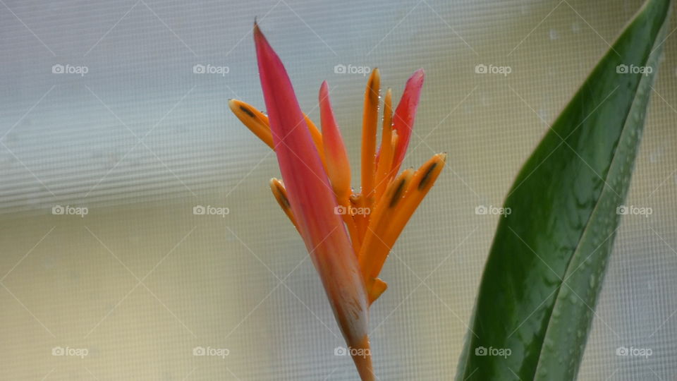 Heliconia Andromeda