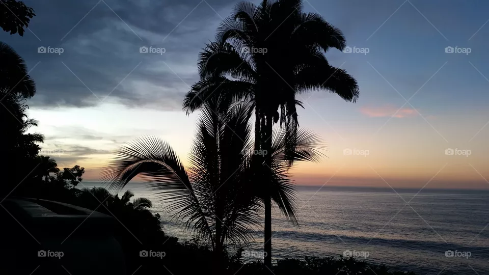 palm