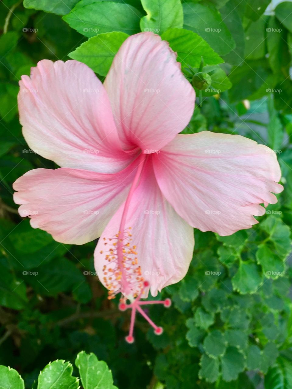 Lovely pink hibiscus flower.