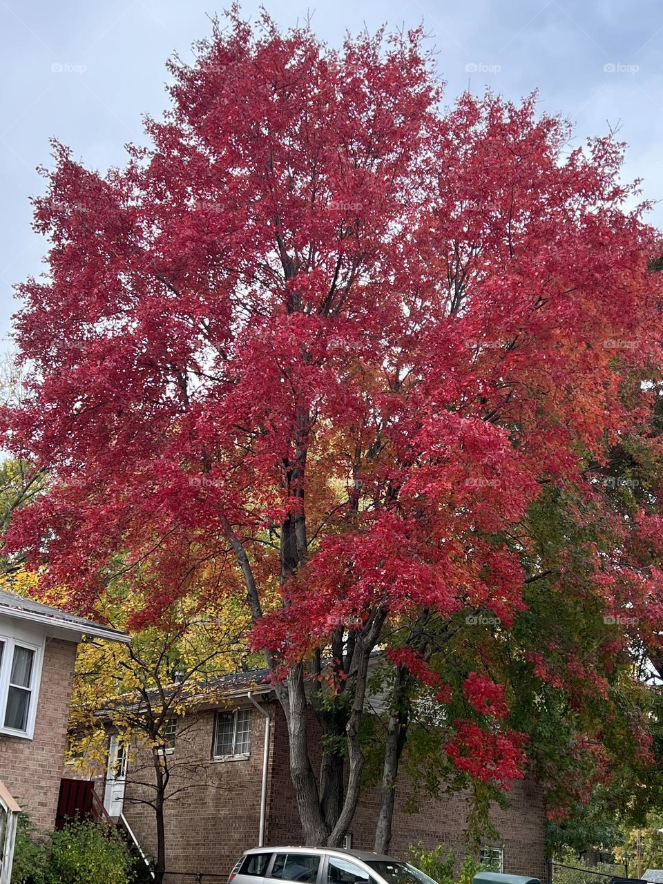 Fall tree
