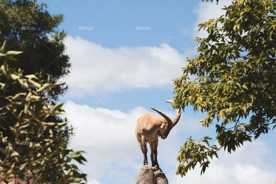 Wildlife