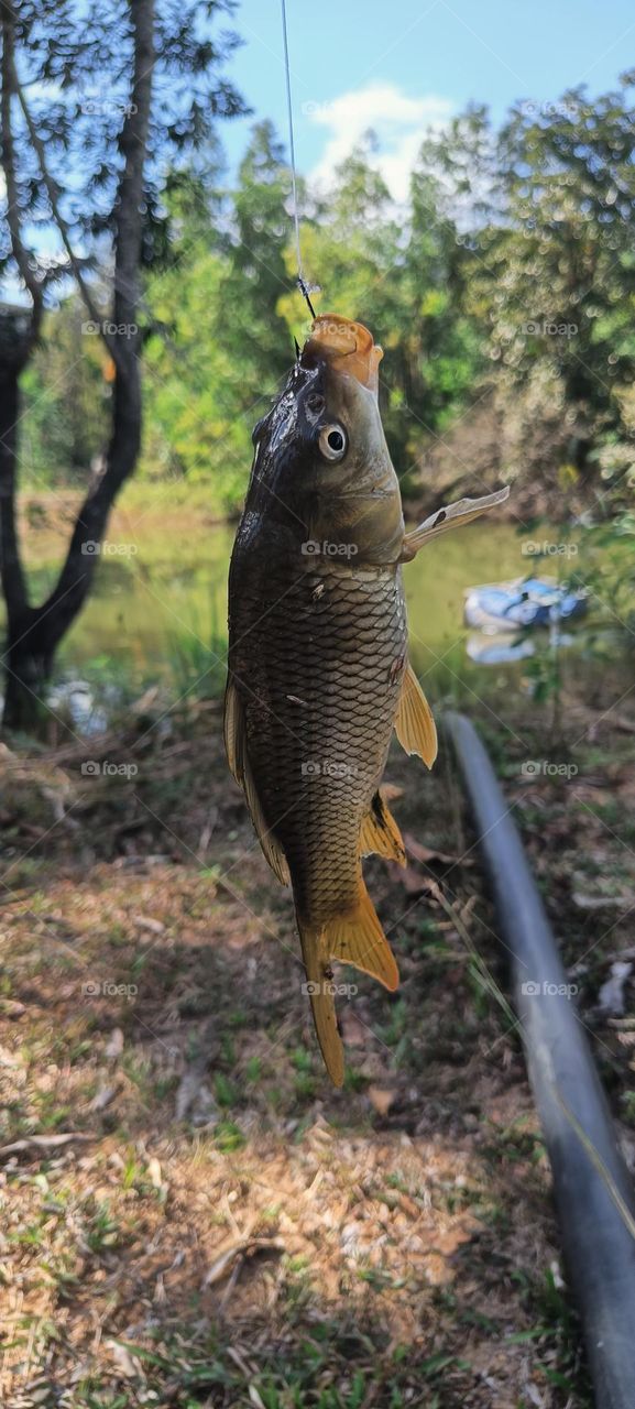 He who wants to catch fish must not mind getting wet ! It's Fishing time .