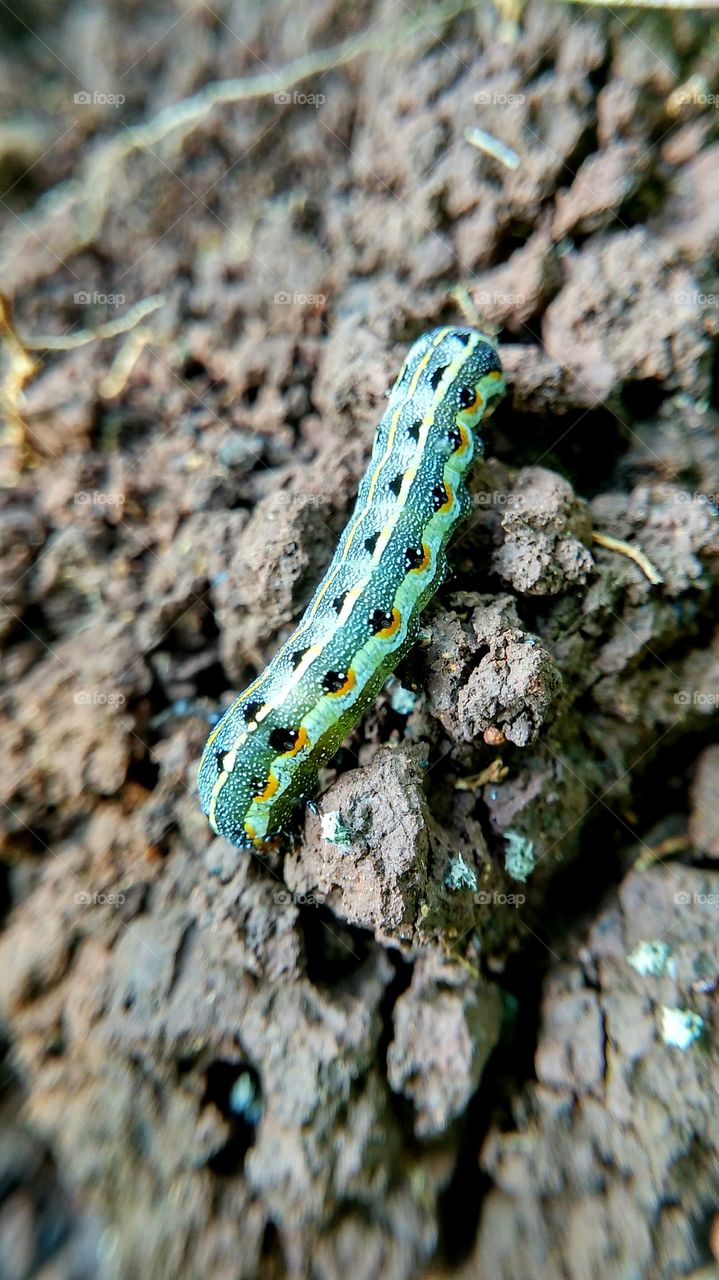 caterpillar