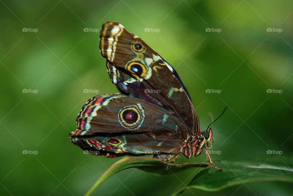 Beautiful and colourful butterfly