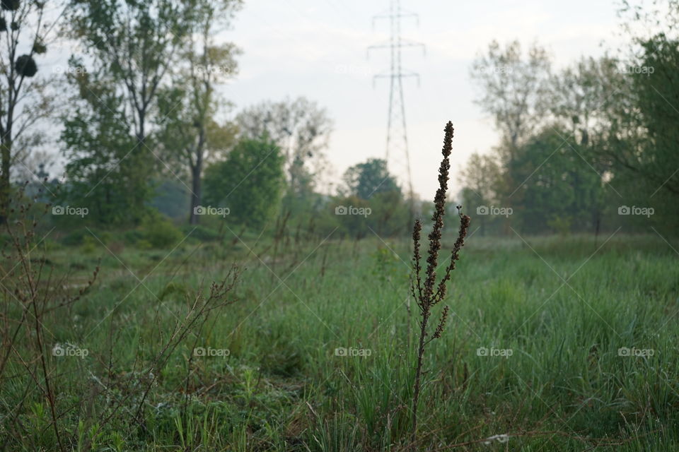 Vegetation by the lake