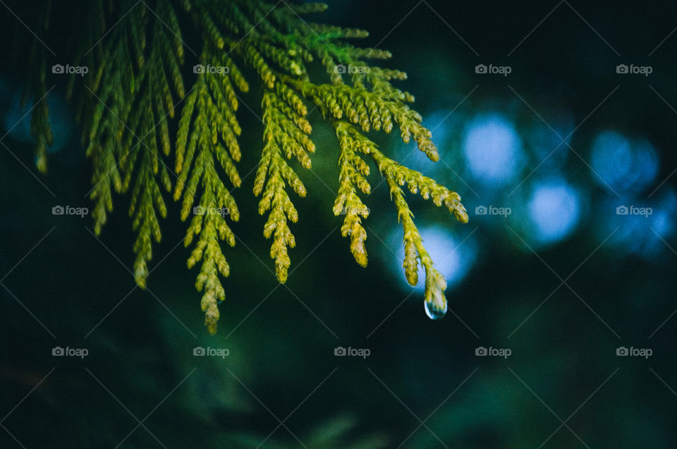 Close-up of raindrop on pine leaf