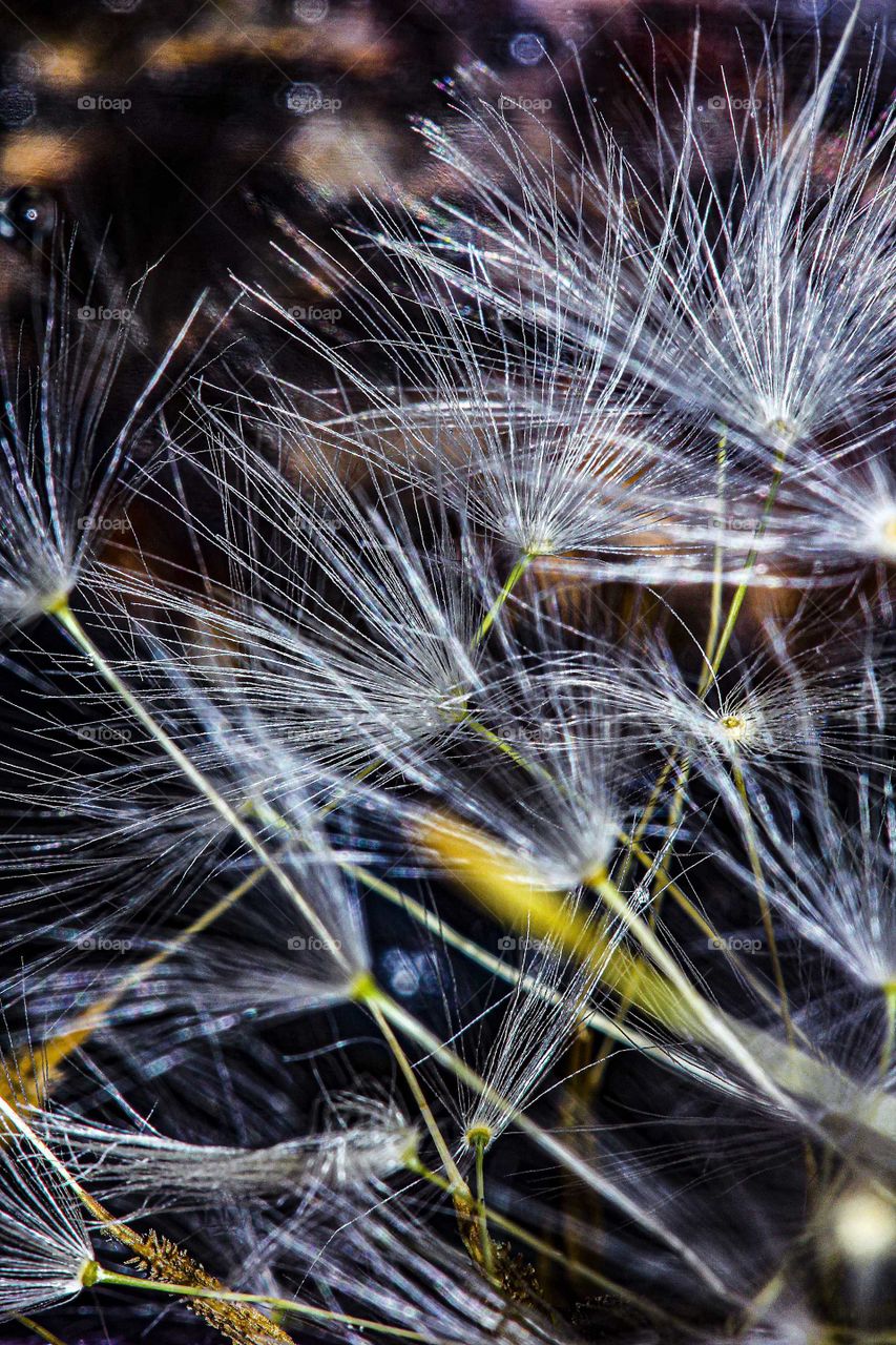 Dandelion