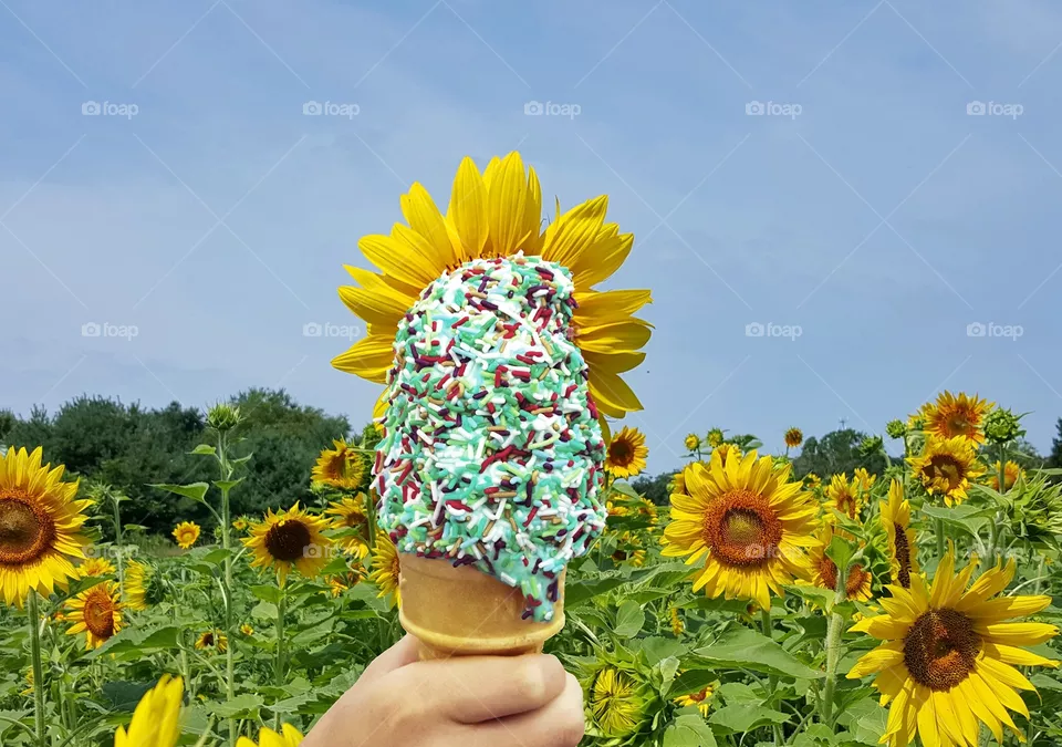 Sprinkled With Sunflowers . I love sunflowers,  so I decided to capture a picture og my ice-cream cone in a field of sunflowers in New Jersey.  