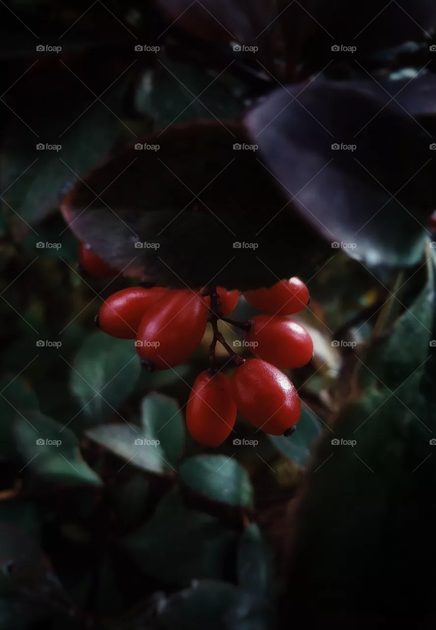 rose hip