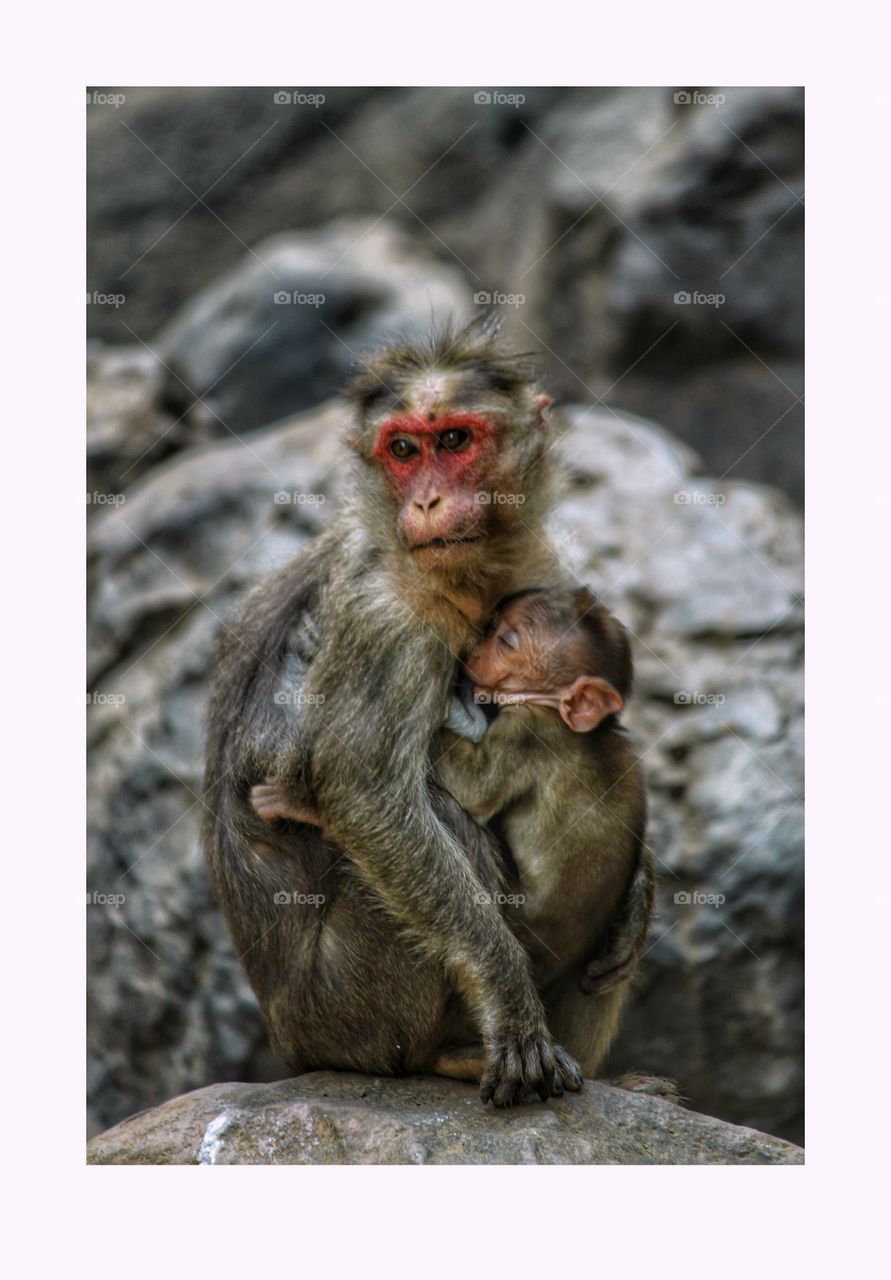 Monkey mother giving milk to her baby.