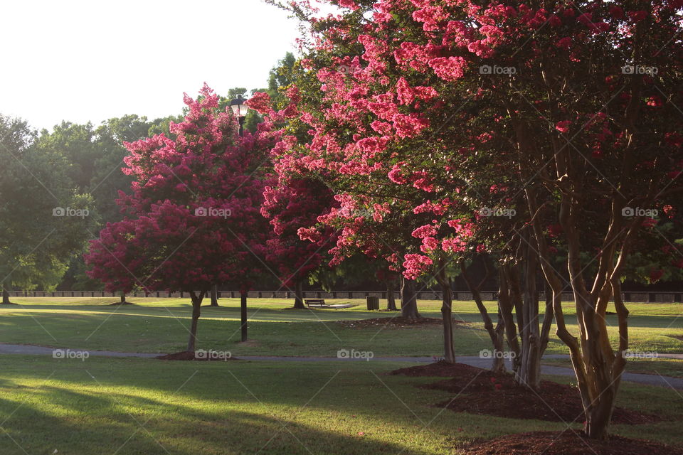 Walking in the park where the trees are in bloom