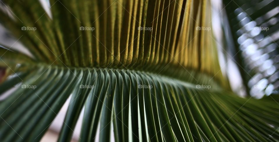 Leaf of palm