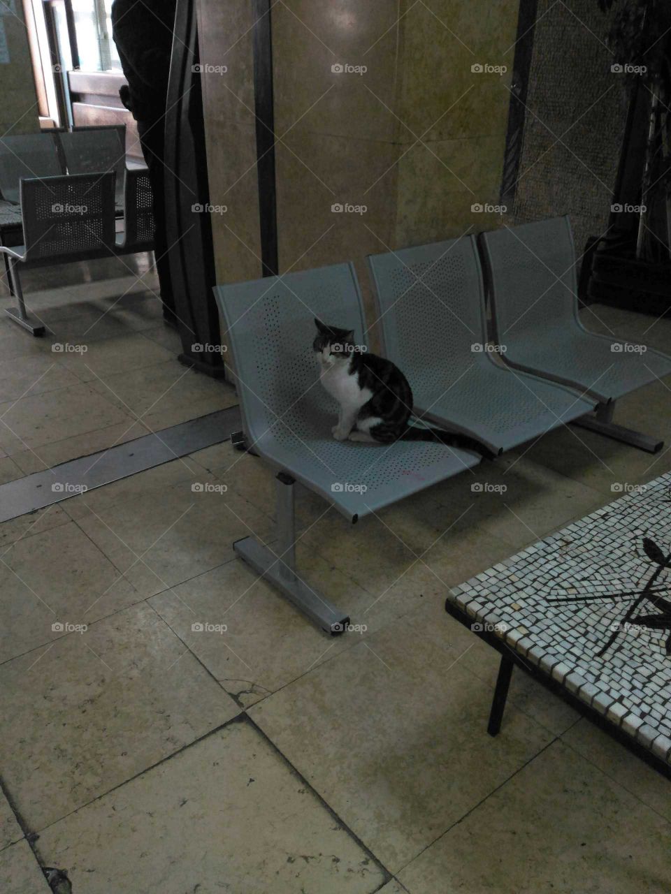 Fun aninals in our daily life