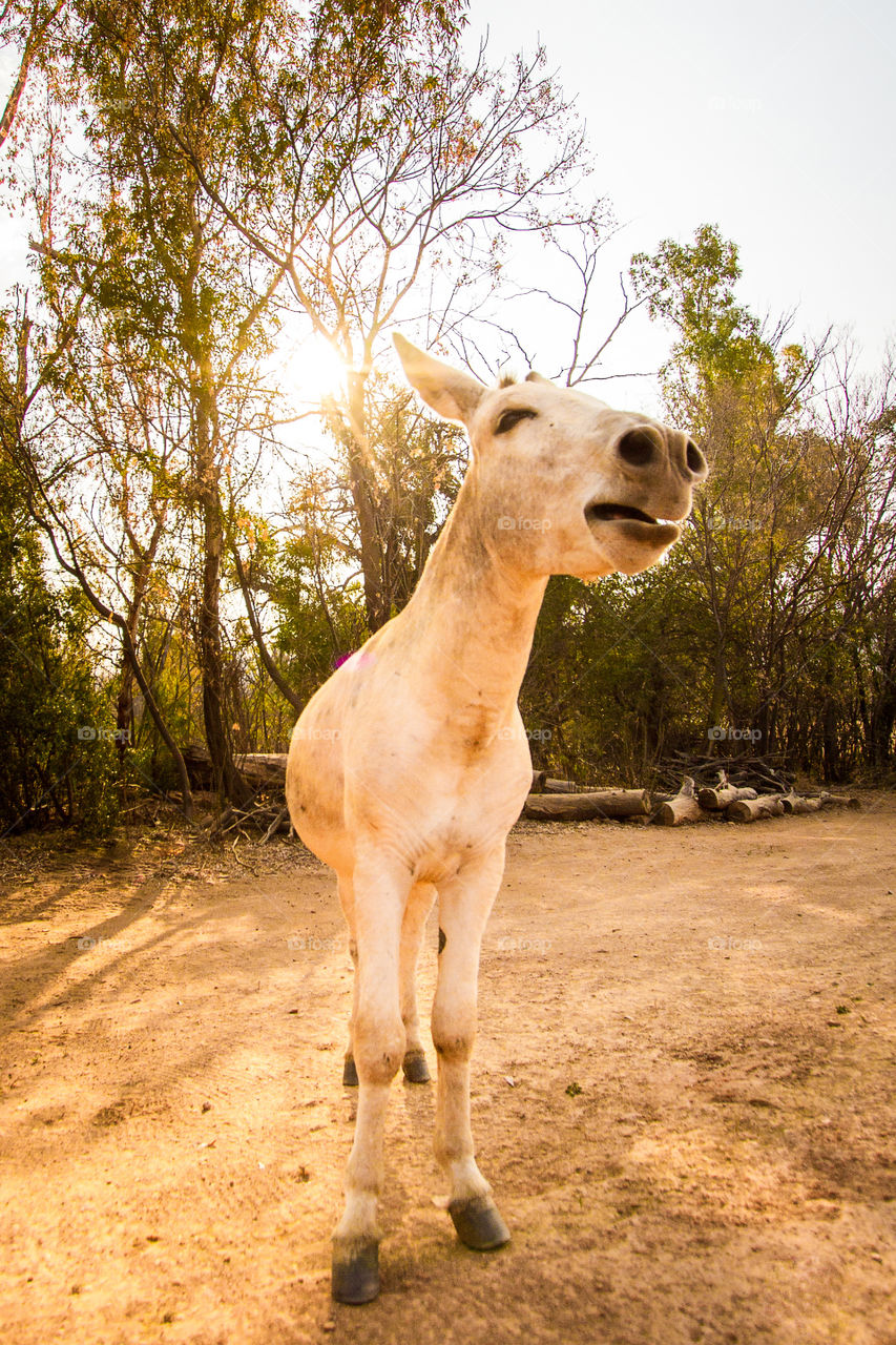 Singing donkey at sunset. Funny portrait of a donkey on a farm