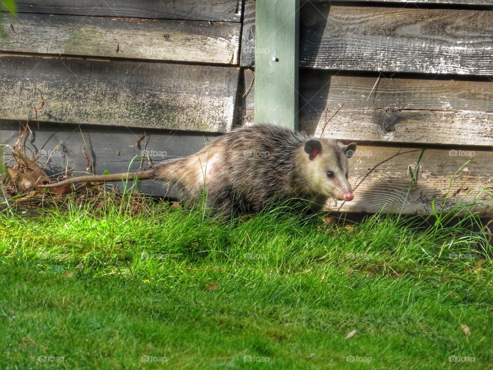 Opossum in the backyard 