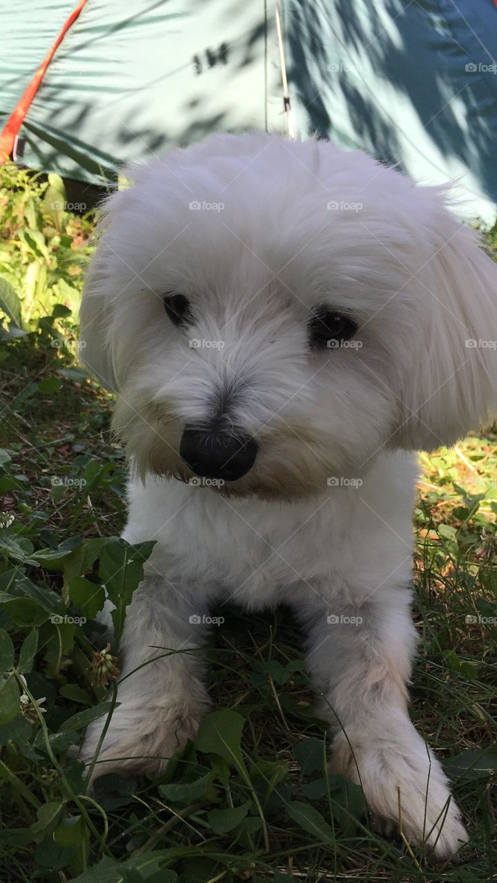 Bichon Maltese

