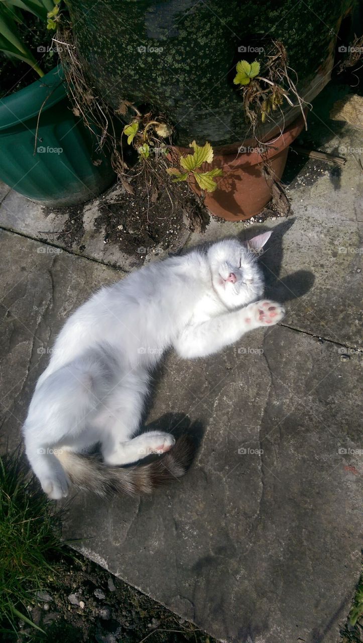 three legged cat on back asleep in sun