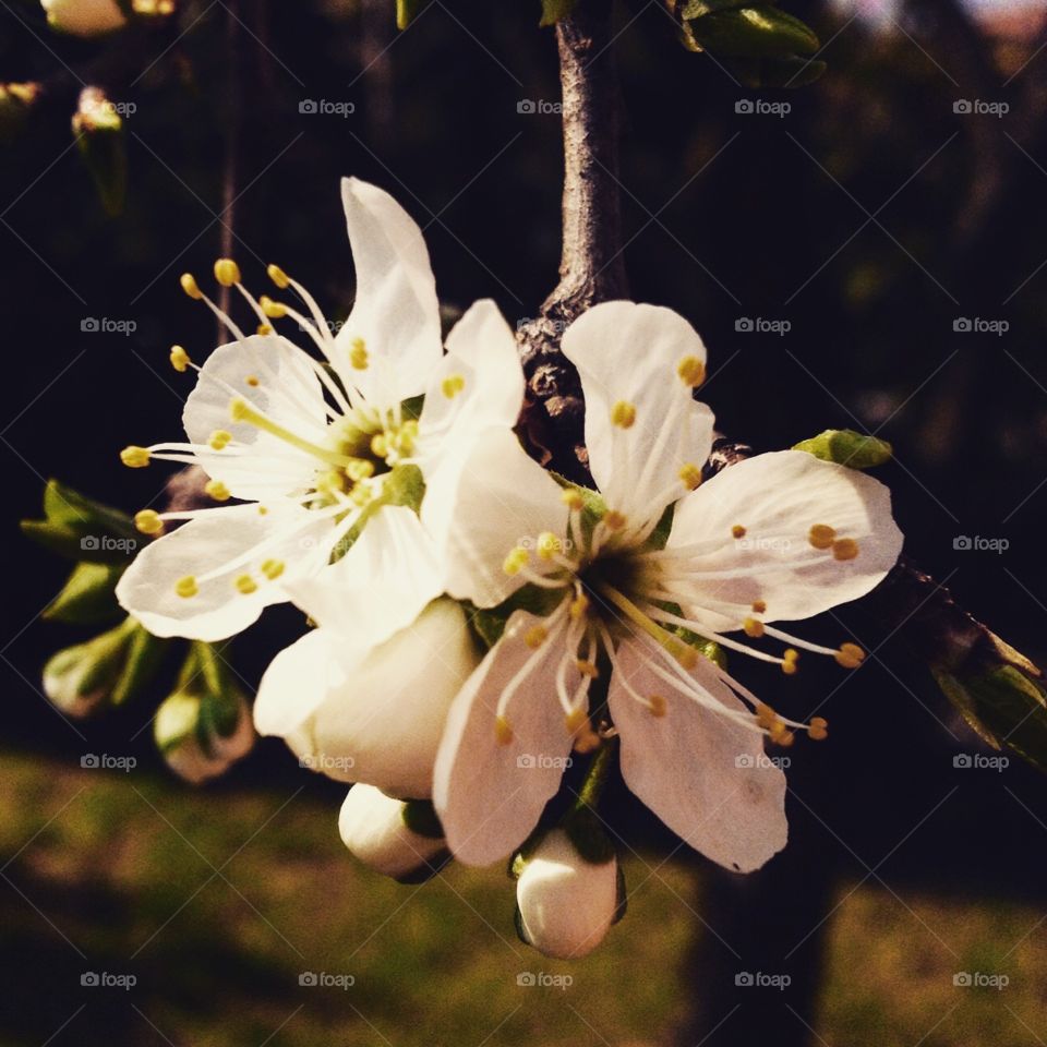 Spring flowers